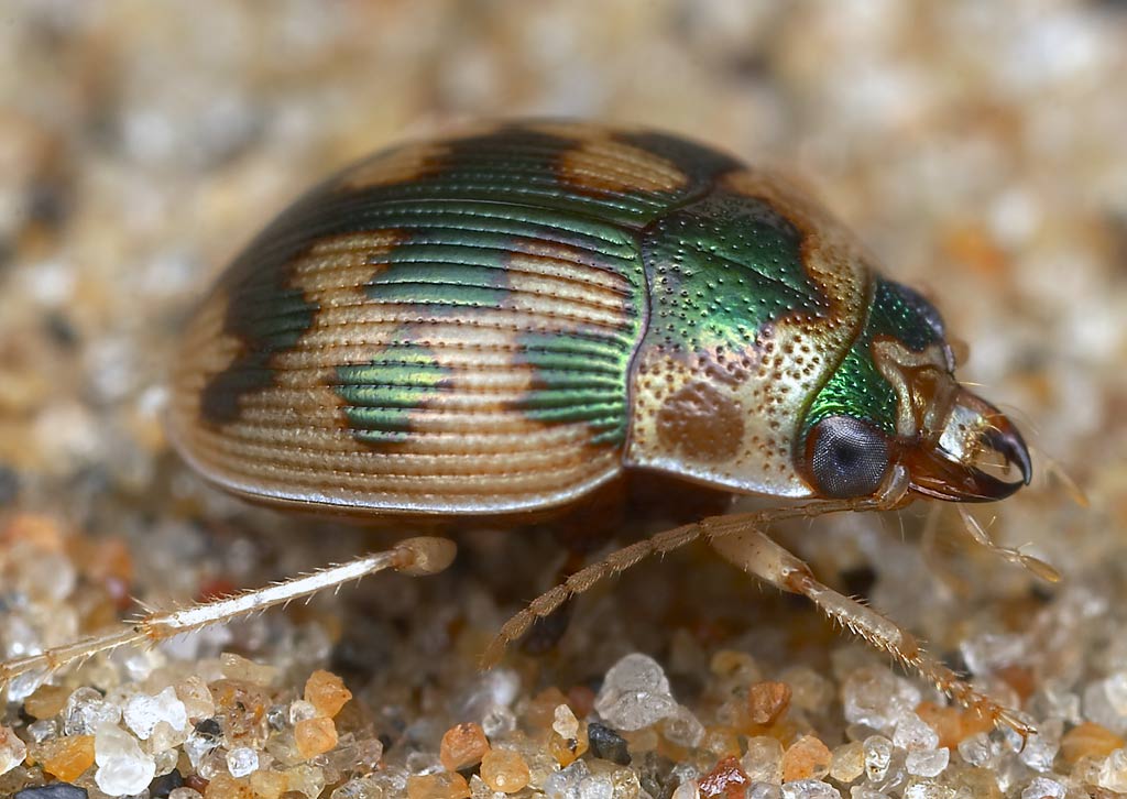 Omophron limbatum | НАСЕКОМЫЕ УРАЛА